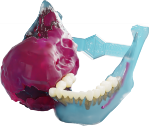 Mandible Model