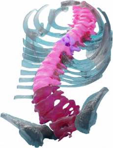 Spine Model